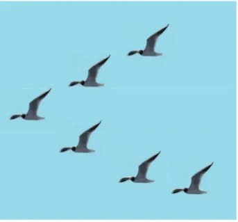 Figure 3.  Birds in leader-follower formation 1.1.2  Virtual Structure  