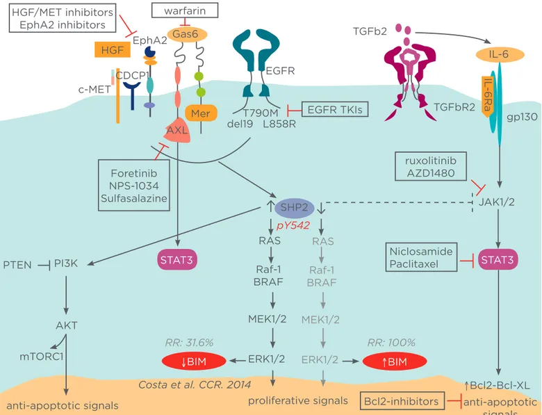 Figure 1: Potential mechanisms of resistance to EGFR tyrosine kinase inhibitors (TKIs).