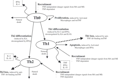 Figure 5 shows a descriptive diagram of CD4+ lymphocyte dynamics, with the terms captured for each of our equations