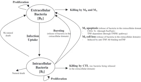 Figure 6. Bacteria Dynamics