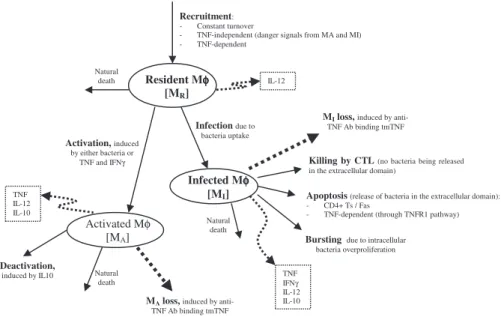 Figure 4 shows a descriptive diagram of macrophage dynamics, with the terms captured for each of our equations.