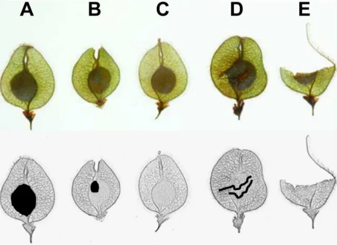 Figure 1. Ulmus laevis samara characterization. Pictures of the different samara categories are shown on the top row and sketches on the bottom row: (A) full samara (FS); (B) undeveloped samara (US); (C) empty samara (ES); (D and E) predated samaras (PS)