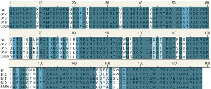 Figure 1. Multiple sequence alignment of the a1 and a2 domains of chicken MHC class I molecules (B4, B12, B15, and B19 haplotypes) with the template B21 haplotype (PDB:3BEV).