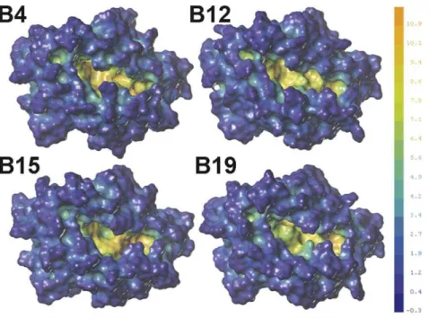 Figure 6. Comparison of molecular electrostatic potential (EP) surfaces of the models