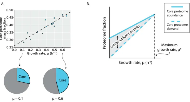 Fig 5. The core proteome is under-utilized. (A) The core proteome mass fraction plotted as a function of growth rate in the profiled environments