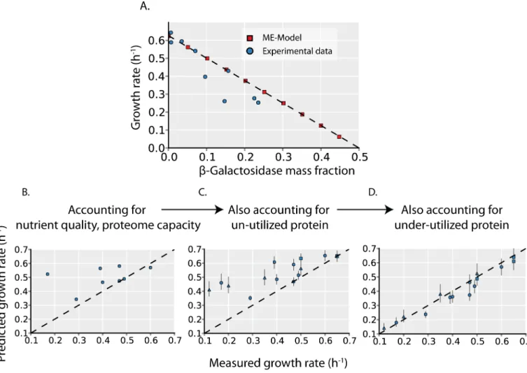 Fig 2. Growth rate is determined by unused protein expression. (A) To validate that the ME-Model accurately quantifies protein cost, we compare the predicted effect of un-utilized protein (β-Galactosidase) overexpression (red squares) to experimental measu