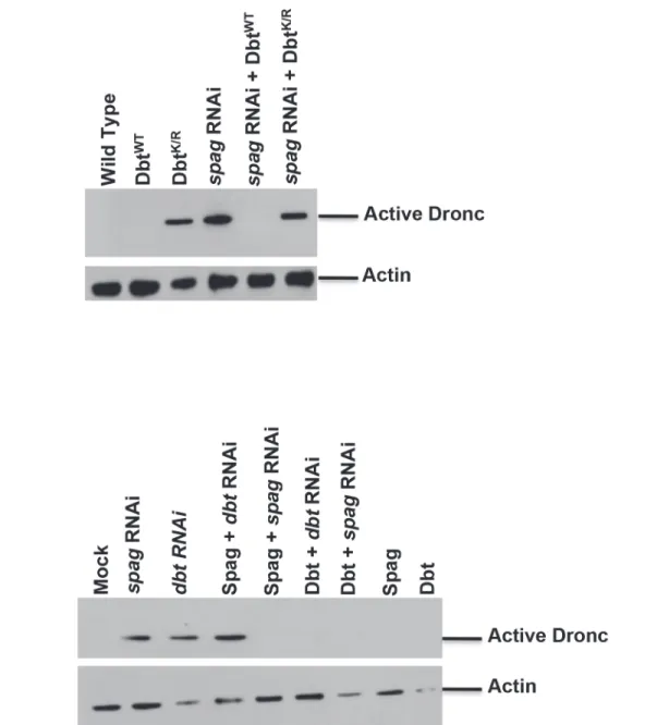 Fig 2. Overexpression of Dbt WT can rescue the caspase activation associated with spag RNAi