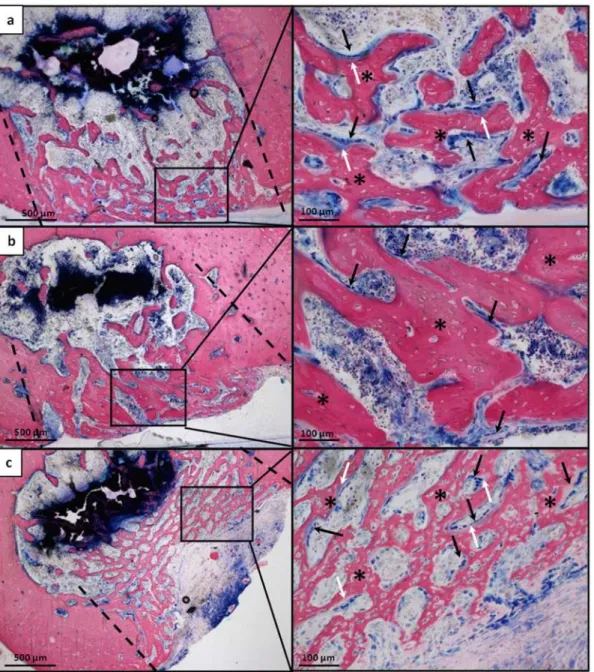 Fig 10. Histological microphotographs of femoral sections at the lesion site 15 days after implantation