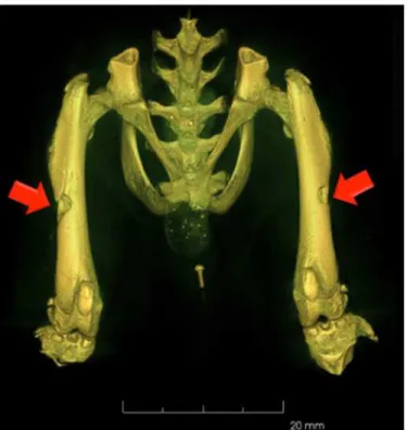 Fig 1. In vivo micro-CT image acquired after the surgical procedure showing the size and extent of the lesions.