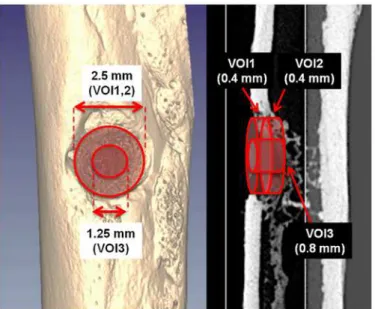Fig 2. Representative ex vivo micro-CT images showing the VOIs used for quantitative analysis.