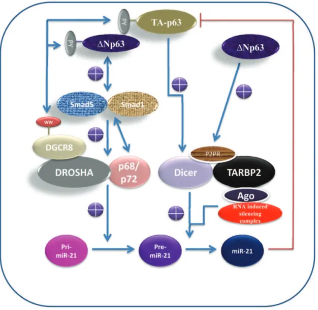 Figure 1. p63 is a regulator of microRNA-processing pathway.