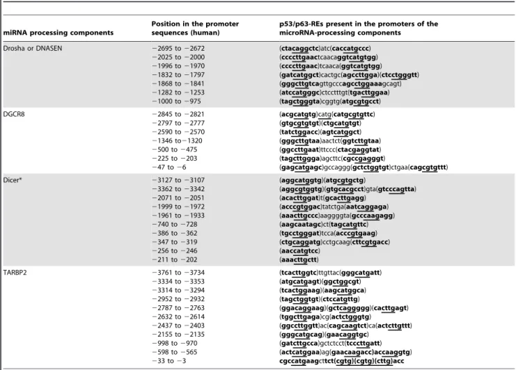 Table 1. The promoters of the key components of the miRNA processing machinery contain p53/p63-REs.