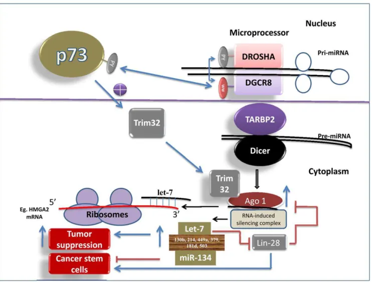 Figure 2. p73 is a regulator of microRNA-processing complex.