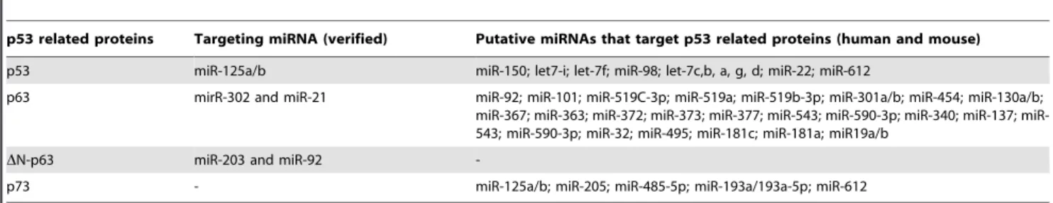 Figure 3. p53, TA-p73/p63, and DNp63 regulate the processing of the tumor suppressor miRNAs, let-7, miR-200, miR-143, and miR-107.