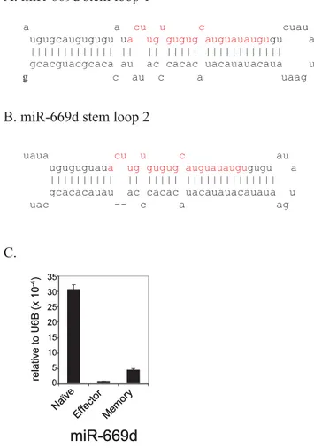 Figure 5. Novel miRNA–miR-669d in mouse T cells. The presence of the stem loop sequences for miRNA-669d in the mouse genome is depicted in (A-B)