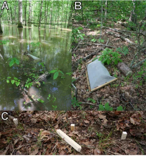 Figure 2. A pair of protected and unprotected bolts at a flooded (A) and unflooded (B) location in northeastern Mississippi, U.S.A.