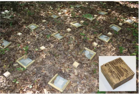 Figure 3. Protected and unprotected blocks without termite damage were used to determine how the mesh bags affected water content beyond the exclusion of insects