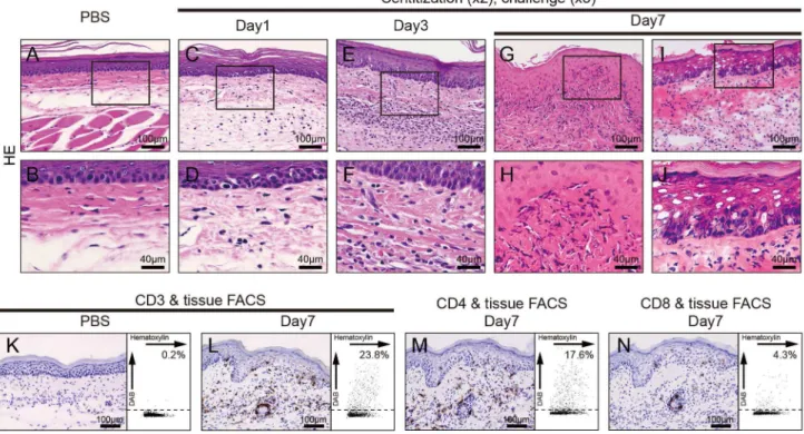Figure  2.    Immunohistochemical  analyses  of  footpads  from  Pd-induced  allergic  mice