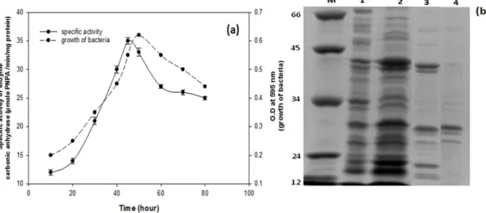 Fig. 2. SDS–PAGE for purification of RuBisCO. In Lane M, protein molecular weight markers of different molecular weight (14.4, 25, 35, 45, 60.2 and 116kDa); in lane 1, 5.6 mg crude lysate of induced bacteria with sodium bicarbonate; in lane 3, 4 mg of prot