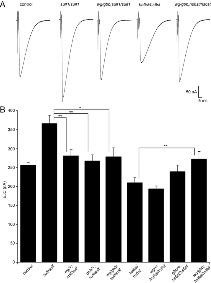 Figure 7. WNT and BMP signals genetically interact with sulf1 and hs6st nulls. Genetic reduction of Wg and Gbb levels in sulf1 and hs6st homozygous conditions restore EJC amplitudes to control levels