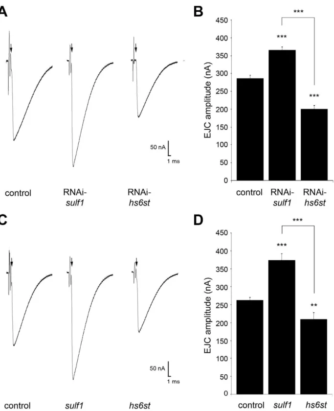 Figure 2. Loss of sulf1 / hs6st causes opposite effects on transmission strength. (A) Representative excitatory junctional current (EJC) traces from control (w 1118 6UH1-GAL4), sulf1 RNAi (UH1-GAL46UAS-CG6725) and hs6st RNAi (UH1-GAL46UAS-CG4451)