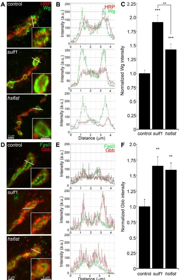 Figure 4. Synaptic WNT and BMP ligand abundance is modified by 6-O-S sulfation. Images show muscle 6 NMJ in segment A3 probed in non-detergent conditions, so that only extracellular protein distributions are detected