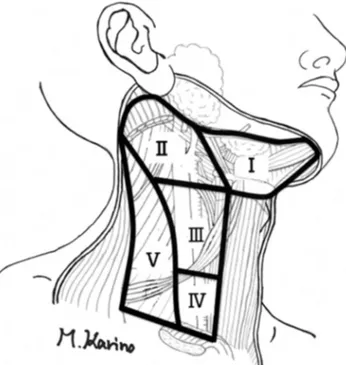 Fig. 1. Illustration of each level of the cervical lymph node.