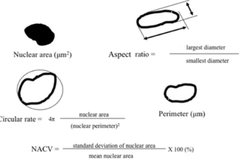 Fig. 2. Illustration and formulas of parameters for quantitative estimation of nuclear parameters.