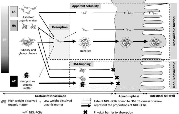Fig. 3. Mechanistic approach of retention and bioavailability of NDL-PCBs bound to OM.