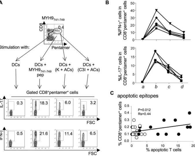 Figure 5. CD8 + T EM cells specific to apoptotic epitopes are activated by apoptotic epitopes naturally processed and cross-presented by DCs