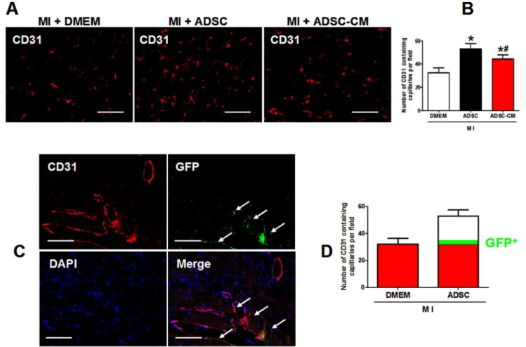 Figure 6. The contribution of ADSC differentiation to angiogenesis in post-MI heart. A-B: Representative figures and quantification of capillary density in infarct border zone at 4 weeks after ADSC transplantation analyzed by CD31 (endothelial cell marker)