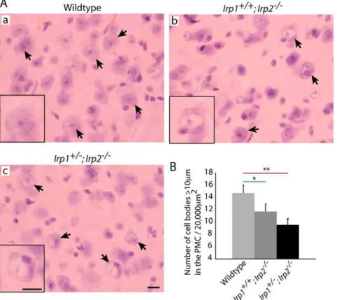 Figure 3. Status of primary motor cortex neurons in Irp2 -null mice. A; H&amp;E staining of the primary motor cortex (PMC)