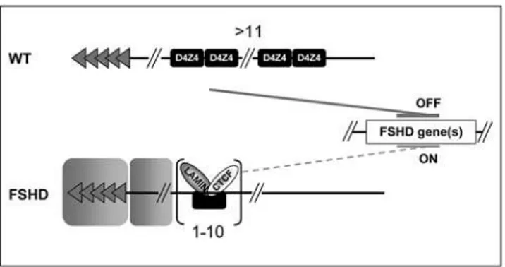 Figure S1 Contraction of the D4Z4 array unmasks a boundary activity. A. Description of the seeding constructs and procedure.