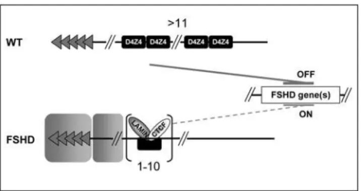 Figure S1 Contraction of the D4Z4 array unmasks a boundary activity. A. Description of the seeding constructs and procedure.
