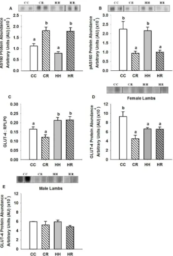 Figure 4.  Skeletal muscle AS160, Thr 642 phospho-AS160 and GLUT-4 abundance in four month old lambs of normal weight  ewes  (CC),  normal  weight  ewes  put  on  a  dietary restriction regime for one month before and one week after conception  (CR),  over