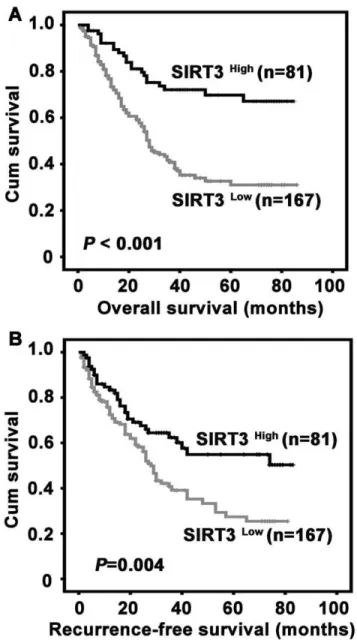 Figure 5. Correlation of low SIRT3 expression in HCC tissue with unfavorable overall survival and recurrence-free survival.