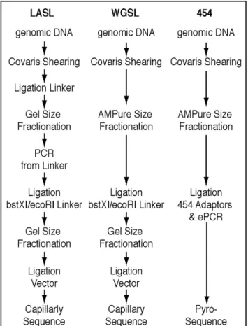 Figure 1. Overview of Linker Amplified Shotgun Library (LASL), Whole Genome Shotgun (WGSL), and 454 library construction strategies.