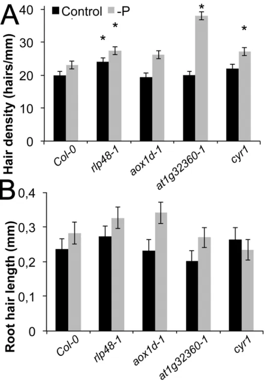 Fig 6. Root hair length and density in loss of function mutants of candidate genes. (A) Root hair density of wild type (Col-0), rlp48–1, aox1d-1, at1g32360–1, cyr1 (all mutants in the Col-0 background)