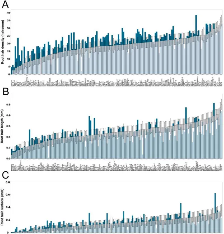 Fig 2. Natural variation in root hair traits of 166 Arabidopsis thaliana accessions. (A) Root hair density, (B) length, (C) surface under control (white bars) and scarce local phosphorus (blue bars)