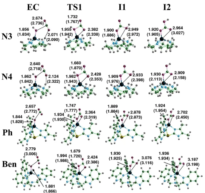 Figure 3. Calculated structures for the zinc complexes of N3, N4, Ph, and Ben complexes during the nucleophilic attack portion of the hydration reaction of CO 2 when forming the encounter complex (EC), first transition state (TS1), Lindskog intermediate (I