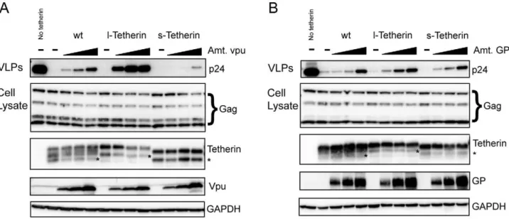 Figure 3. Tetherin isoforms have different sensitivities to viral antagonists. (A and B) 293T cells were transfected with a constant amount of an HIV-1 Gag-Pol expression vector, a constant amount of the indicated Tetherin expression plasmid and increasing