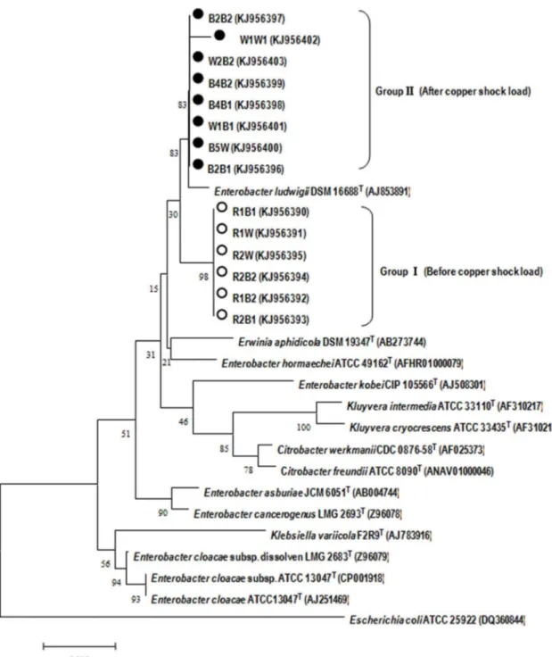 Figure 1. Phylogenic tree showing the relationships between isolated strains and closely related species based on 16S rRNA gene sequences