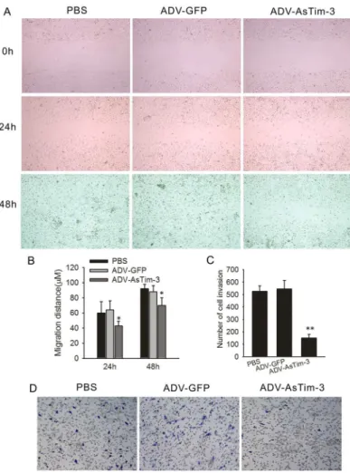 Fig 5. Effect of Tim-3 inhibition on Hela cell migration and invasion in vitro. (A) Cell migration capability was determined with a wound healing assay