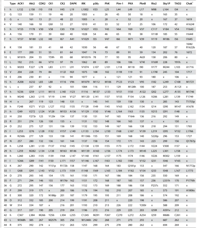 Table 2. Conserved residues found in the active-conformation kinases listed in Table 1.