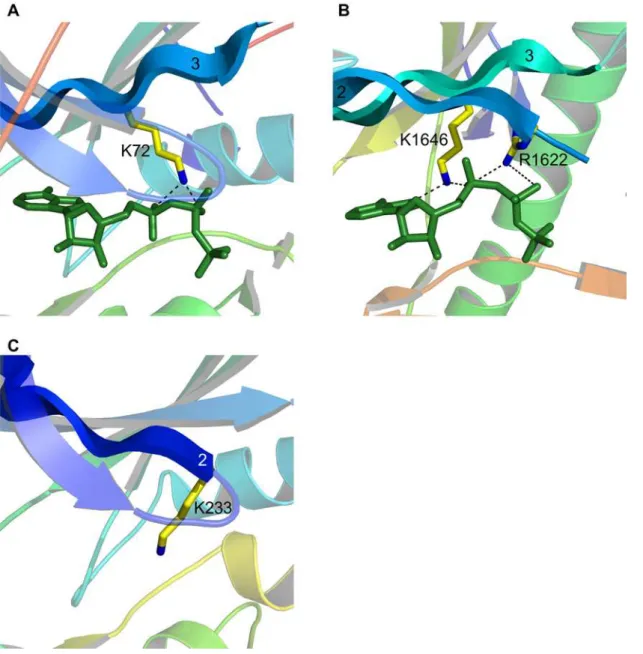 Figure 6. Variations in the catalytic lysine. (A) In almost all protein kinases (such as protein kinase A shown) a lysine residue originating from b- b-strand 3 interacts with the a- and b-phosphates of ATP