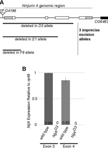 Table 1. Organismal death resulting from GMR-driven expression of a cell-death gene is not dependent on the gene acting non-autonomously.
