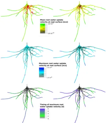 Figure 6. Velocity of radial inflow (uptake velocity) at the root sur- sur-face along three unbranched single roots with equal length (l total = 0.42 m) but different composition