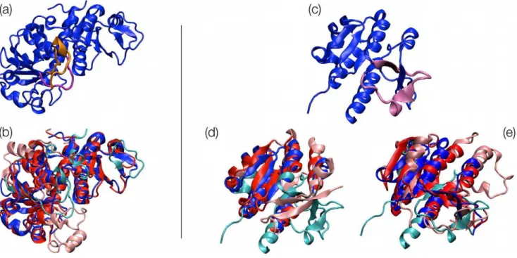 Figure 2. Structural alignment of knotted and unknotted proteins. SOTCase (a) is shown in cartoon representation; the knot-promoting loop segments are highlighted in orange and purple