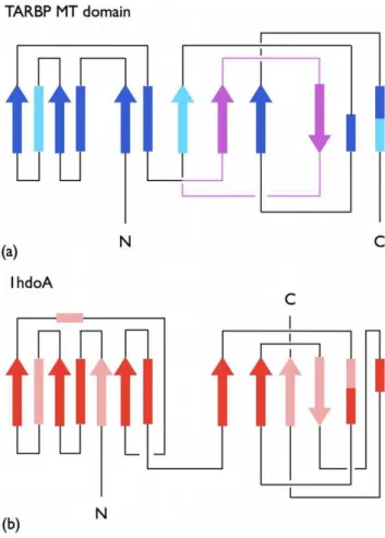 Figure 3. Two-dimensional schematic diagrams. The secondary and tertiary organization of the knotted TARBP1-MTd (PDBid 2ha8A) (a) and unknotted protein chain 1hdoA (b), which admit a significant structural superposability, see Fig