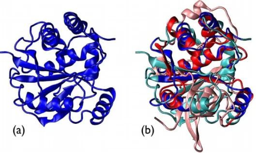 Figure 5. Knotted protein. UCH (a) and its alignment with the unknotted chain 1aecA (b)